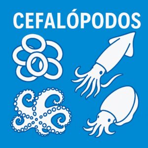 CEFALÓPODOS