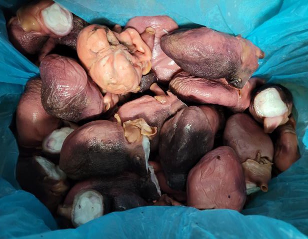 Cabeza de pulpo cocido — imagen de producto