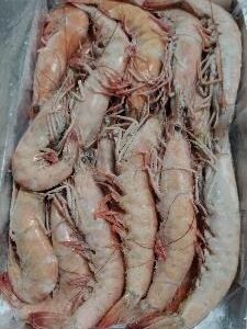 Langostino brown de Túnez