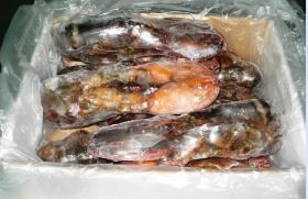 Bogavante americano 8 piezas AYR