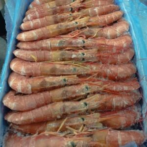 Gambón talla 1 6 × 2 kg