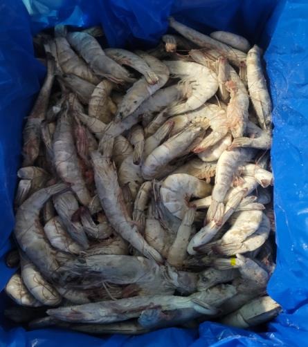 Langostino vannamei 30/40 6 kg