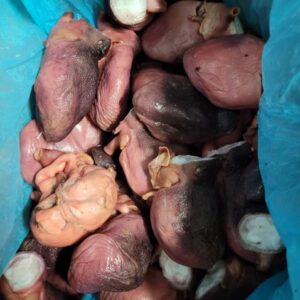 Cabeza de pulpo cocido 6 kg AYR