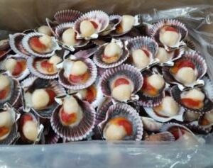 Vieira del Pacífico media concha 10 × 1 kg