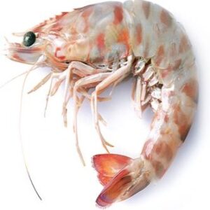 Langostino mediterráneo Túnez 12 × 1 kg