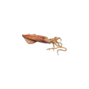 Calamar IQF 20 kg Mariscos Calafate