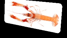 Cigala IQF 4 kg Mariscos Calafate
