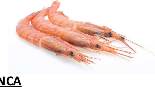 Gamba blanca de Marruecos IQF