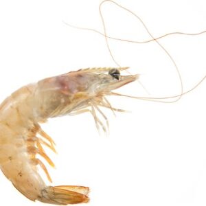 Langostino blanco IQF 12 × 1 kg / 6 × 2 kg