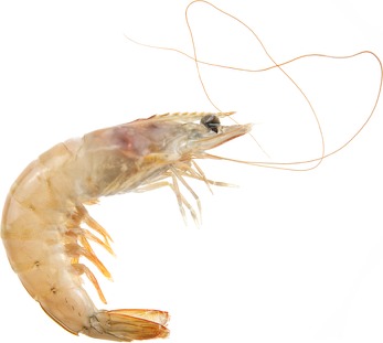 Langostino blanco IQF 12 × 1 kg / 6 × 2 kg