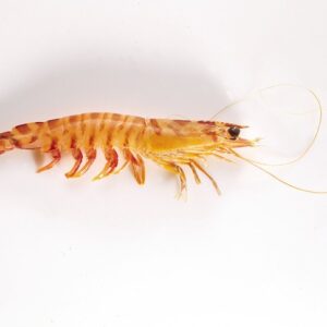 Langostino tigre IQF 12 × 1 kg / 6 × 2 kg