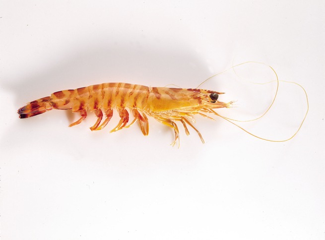 Langostino tigre IQF 12 × 1 kg / 6 × 2 kg