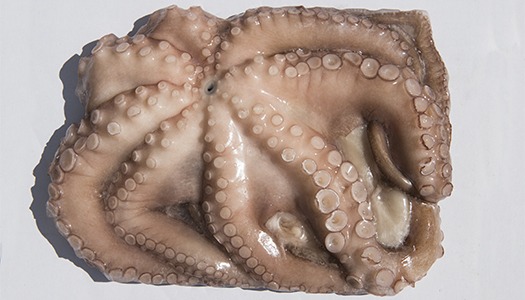 Pulpo crudo IQF 1-5 kg Mariscos Calafate