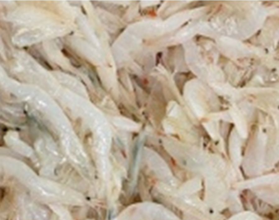 Gamberetto rosa 12 × 1,5 kg