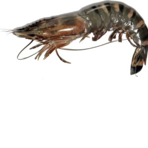 Langostino jumbo salvaje Gambia 12 × 1 kg